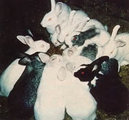 
Rabbits, ducks, and chickens are the homestead's livestock. 
